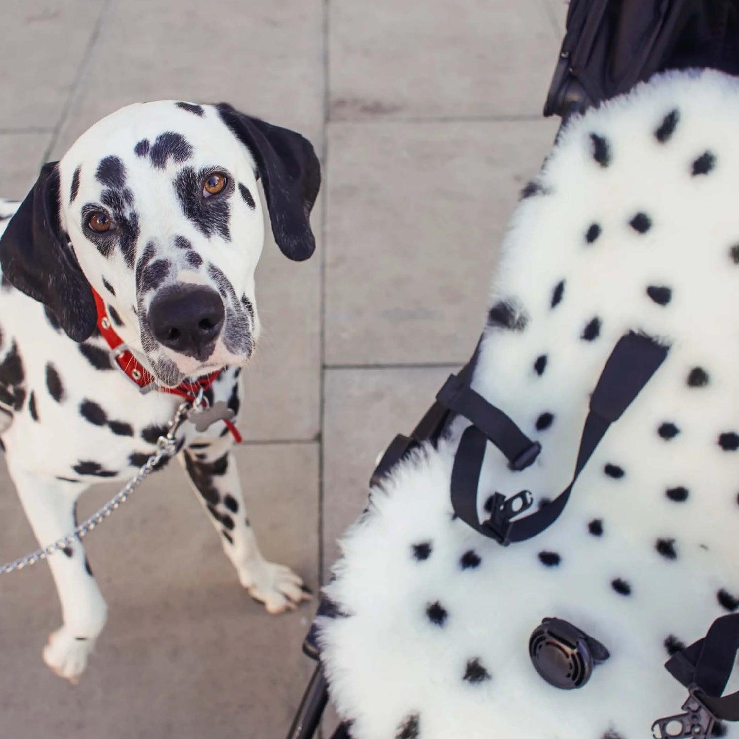 Snuggler Sheepskin in Dalmatian