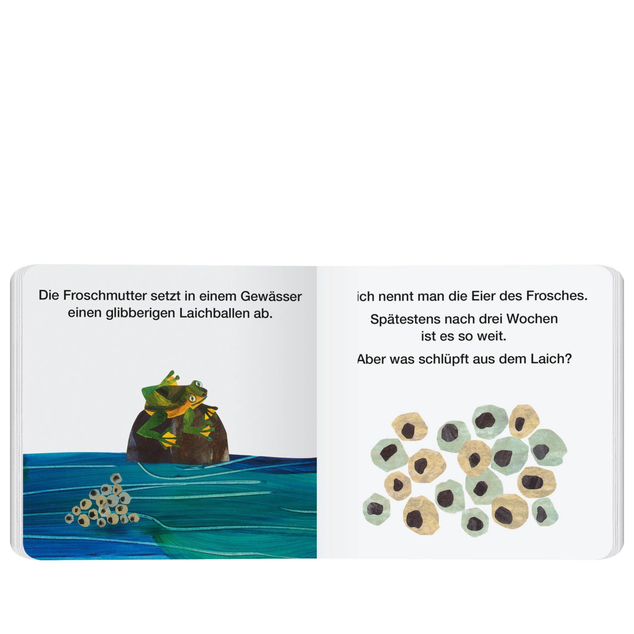 Von der Kaulquappe zum Frosch