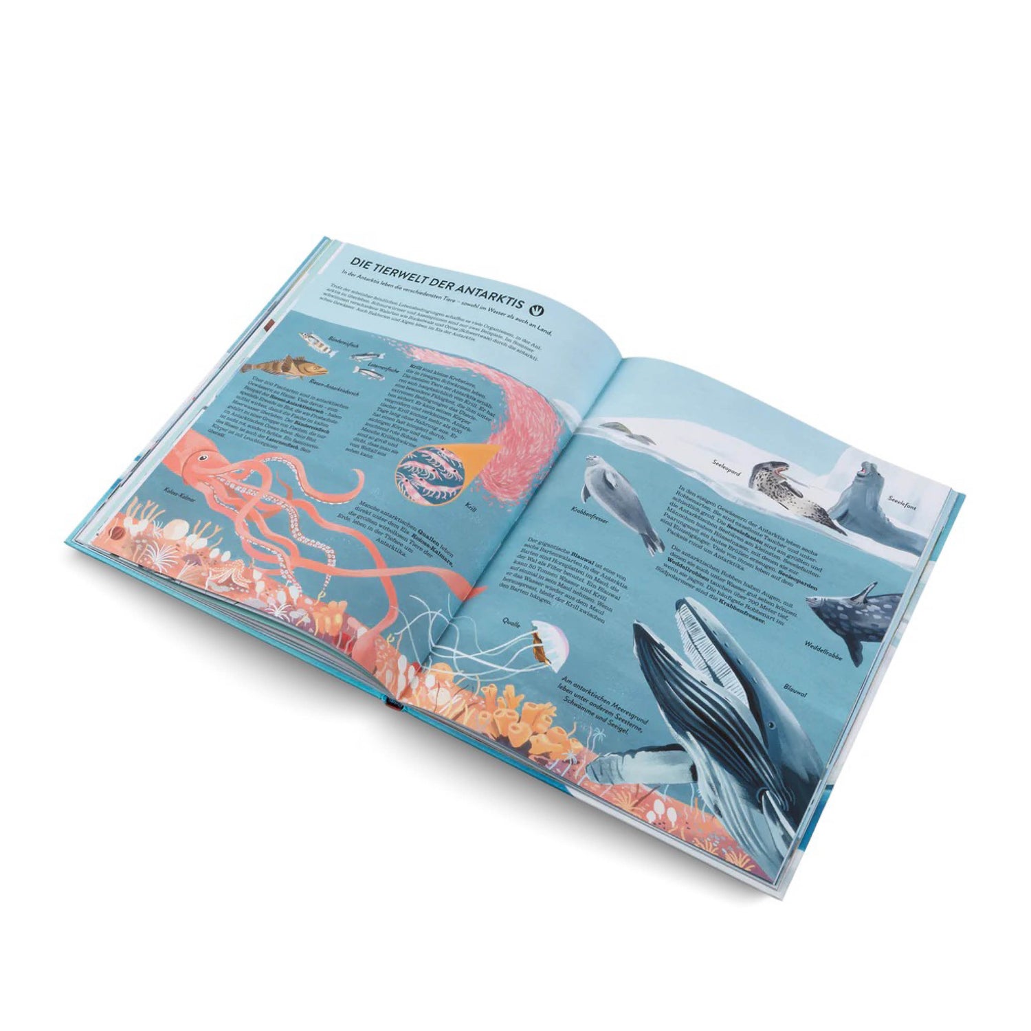 Pinguine & Eisbären