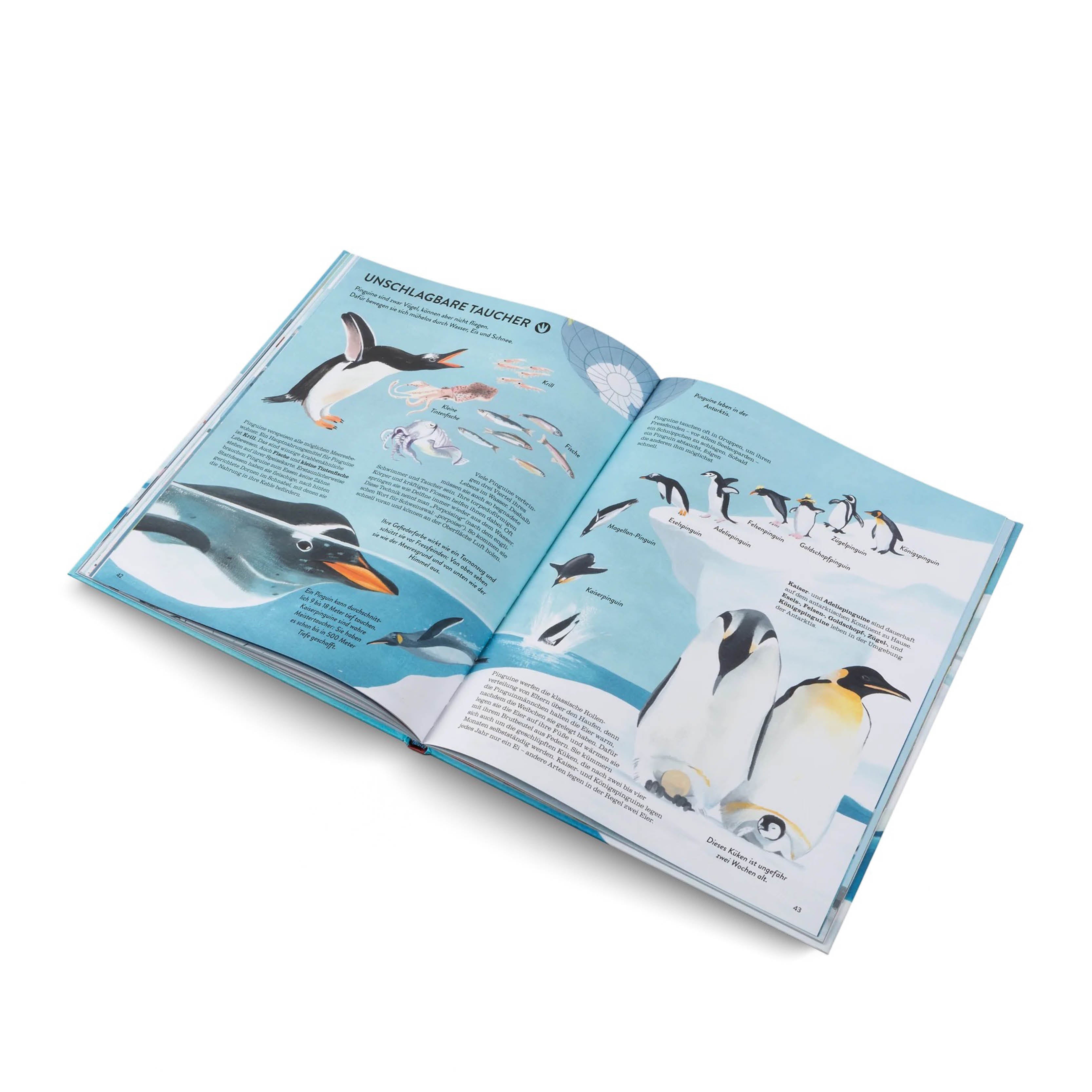 Pinguine & Eisbären