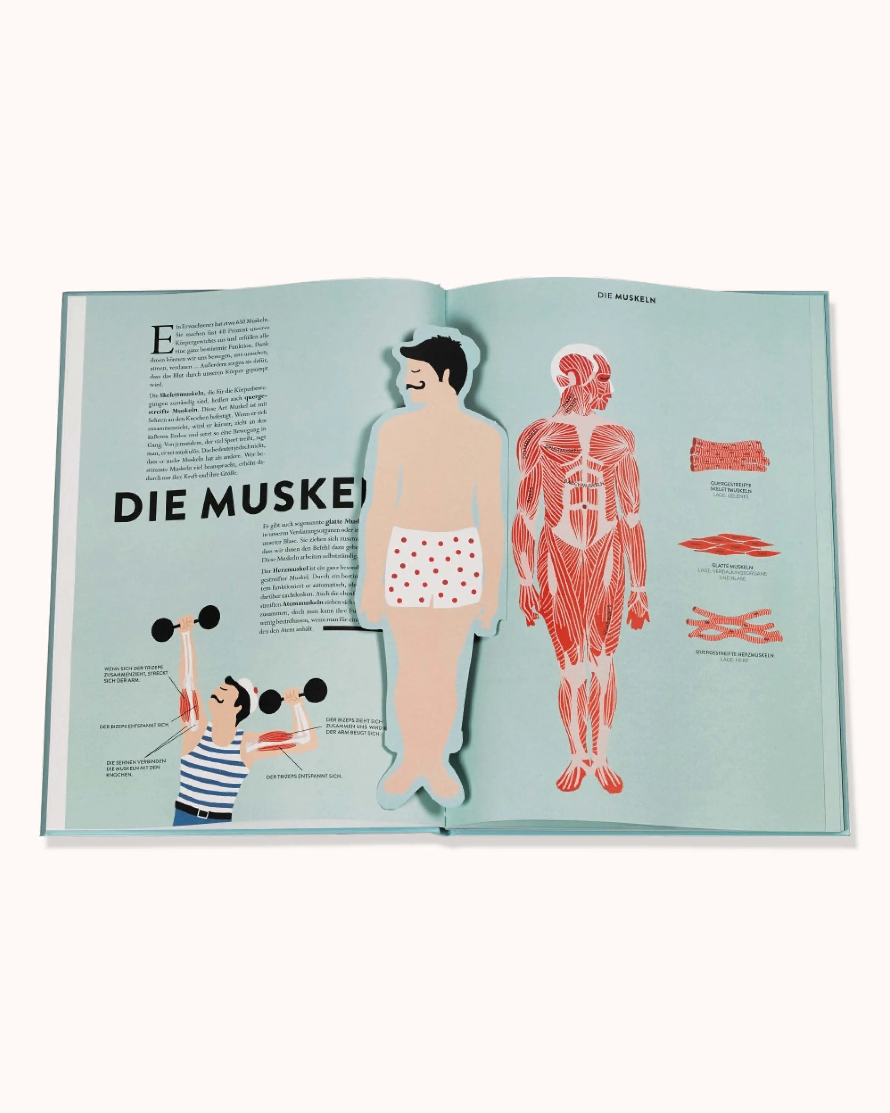 Anatomie