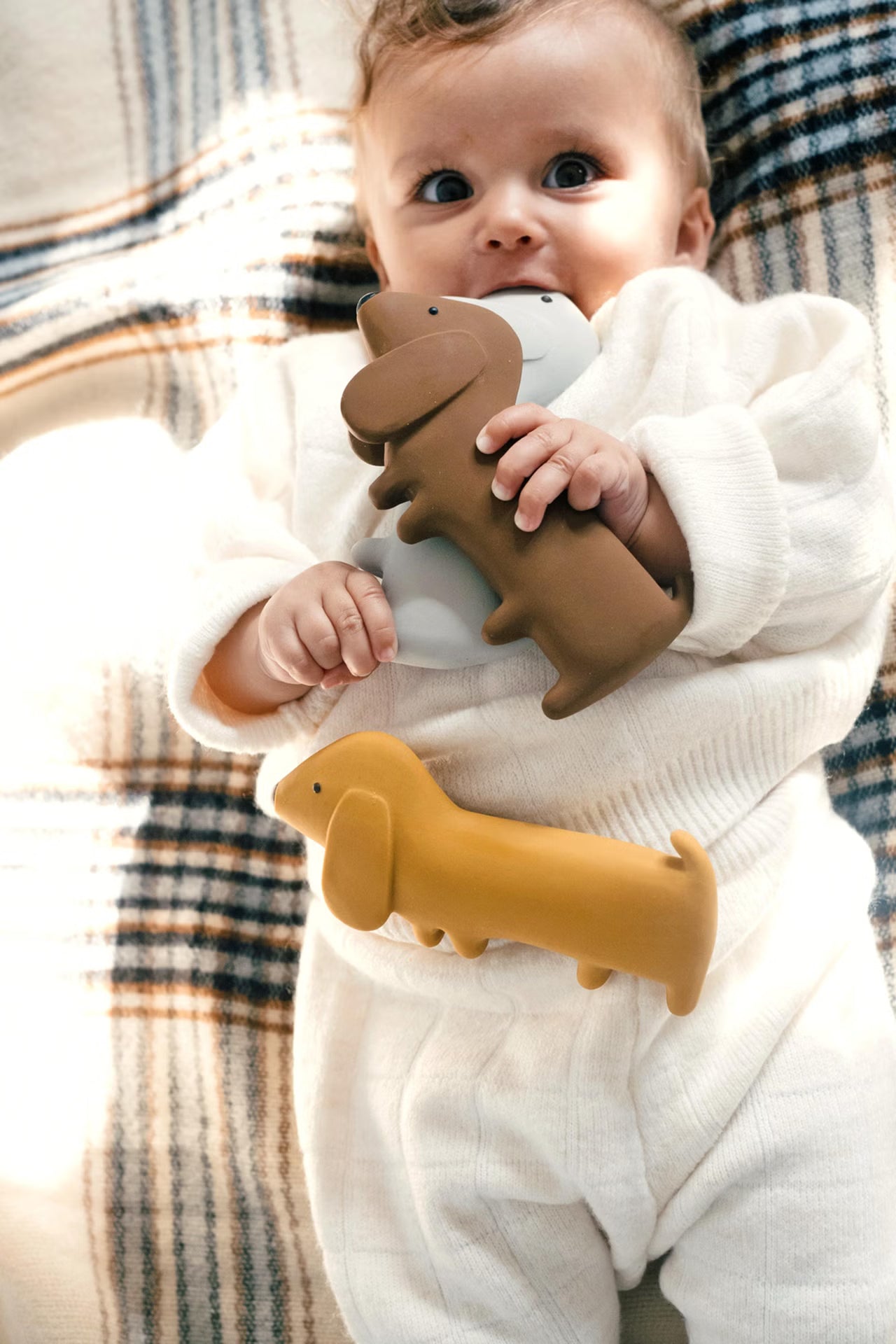 Gommu Dackel in schoko