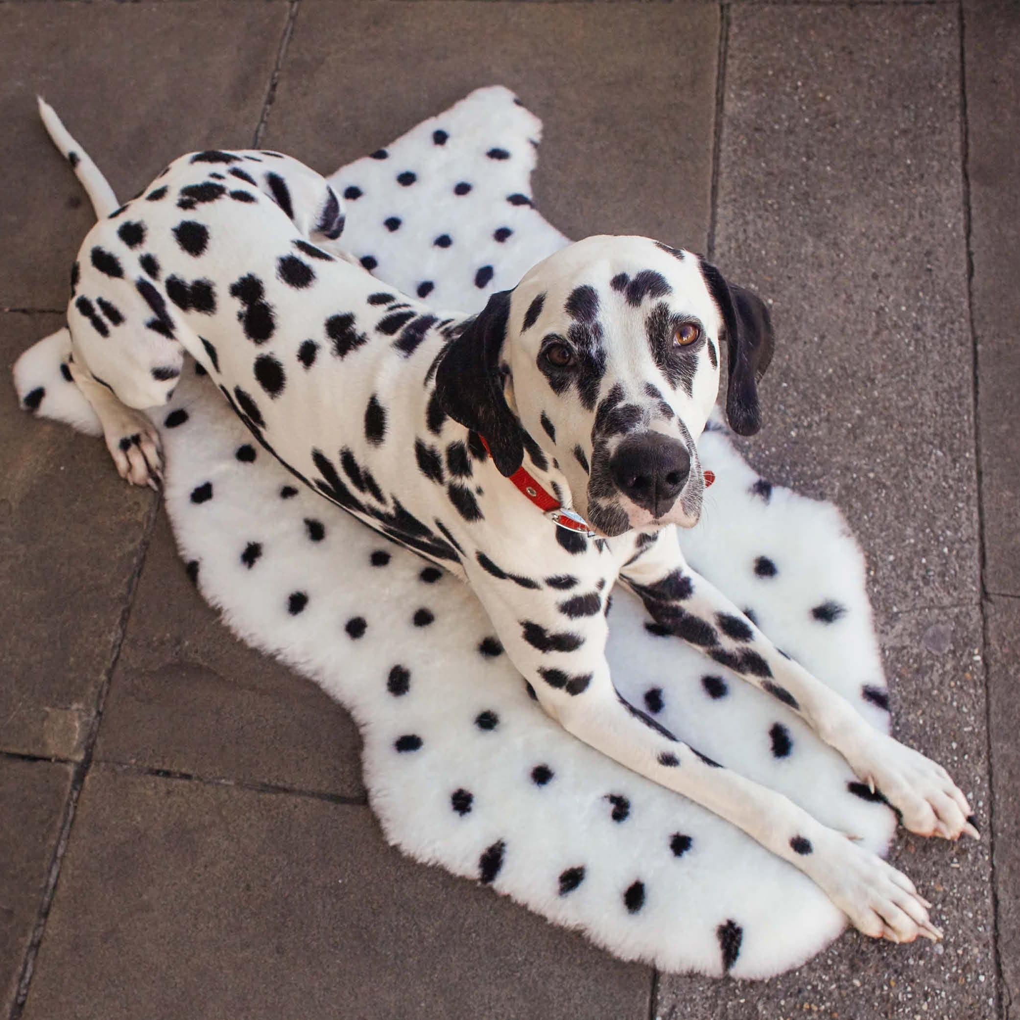 Sheepskin in dalmatian